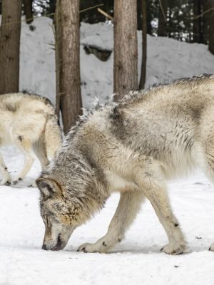 Deux loups dans la neige