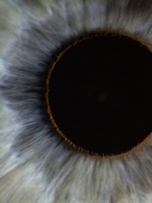 Iris d'un oeil gris