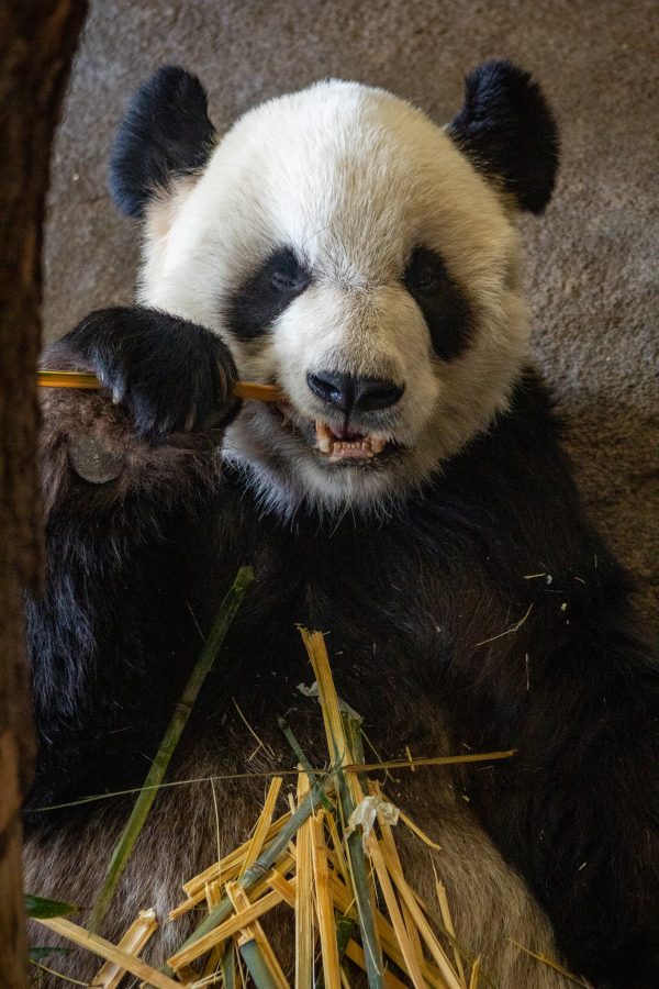 Panda vu de face