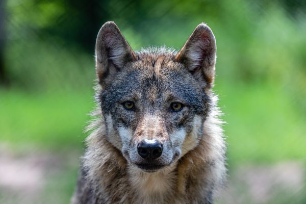 Loup brun vu de face