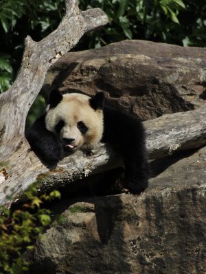 Panda dort dans un arbre