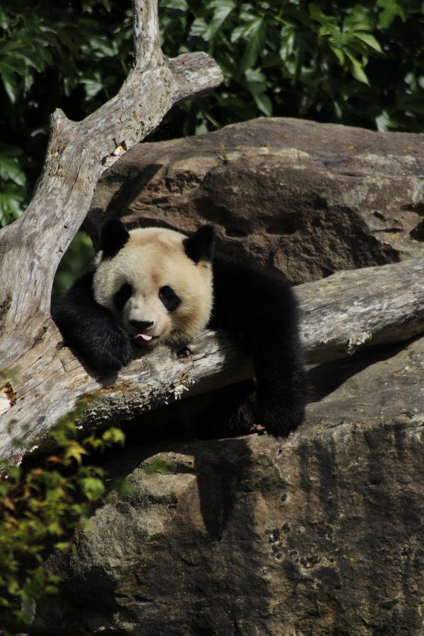 Panda dort dans un arbre