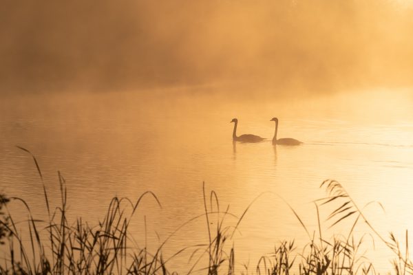 Deux cygnes sur un étang