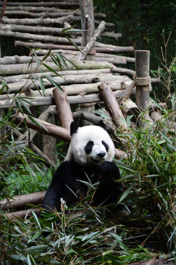 Panda entouré de bambou