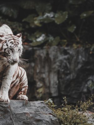 Tigre blanc sur une roche