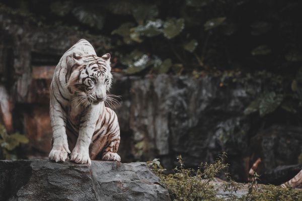 Tigre blanc sur une roche