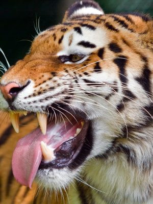 Tigre bouche ouverte