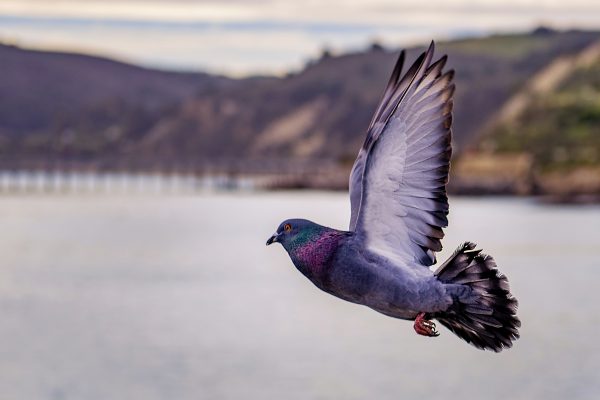 Pigeon gris en vol