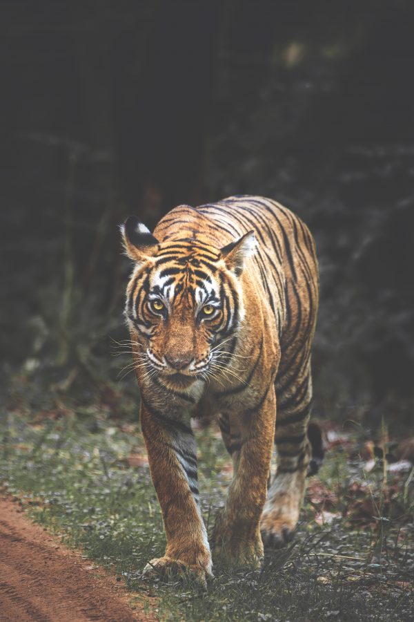 Tigre marchant sur l'herbe