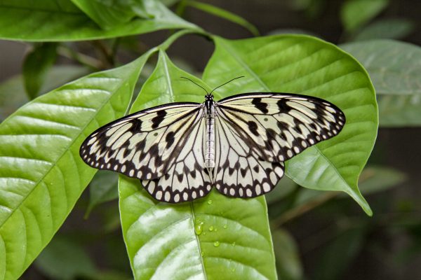 Papillon sur une feuille verte