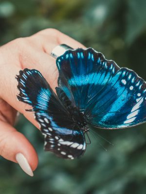 Papillon bleu sur une main