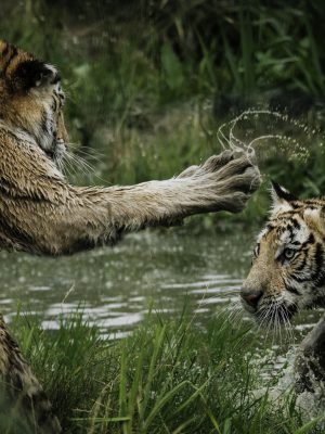 Tigres se battant dans les marais