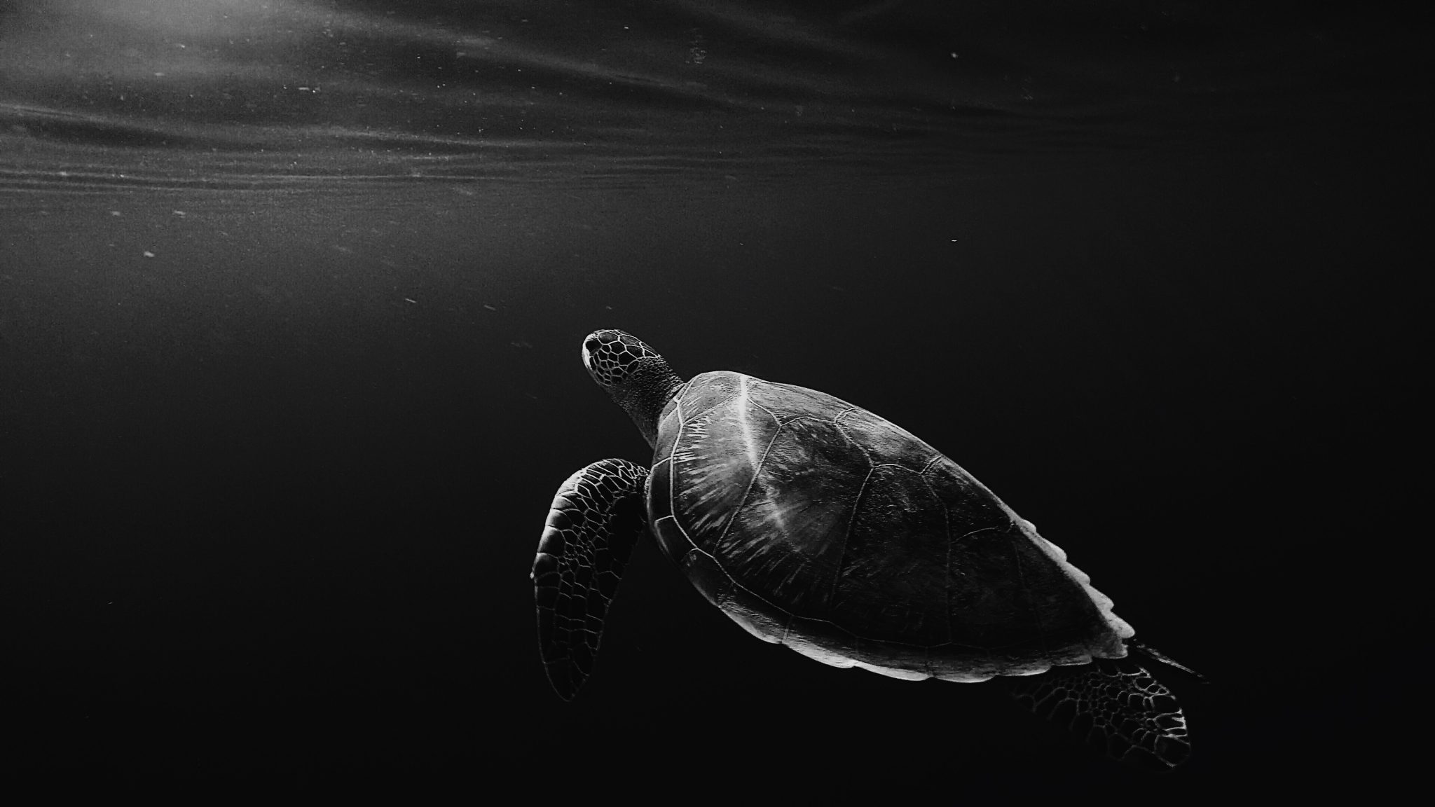 Silhouette d'une tortue en noir et blanc