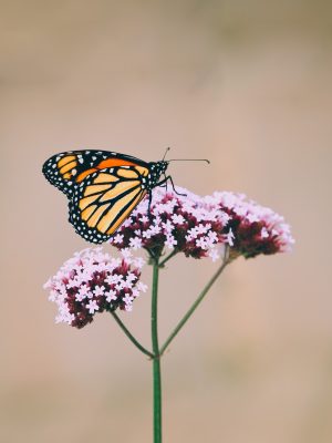Papillon monarque sur une fleur
