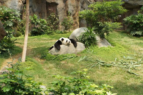 Panda ce relaxant sur un rocher