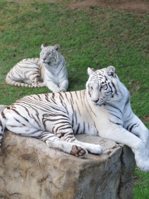 Tigre blanc couché