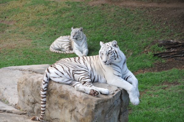 Tigre blanc couché