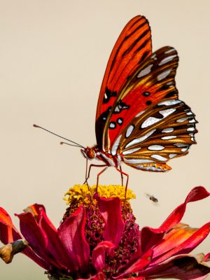Papillion rouge
