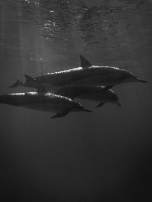 Trois dauphins en noir et blanc