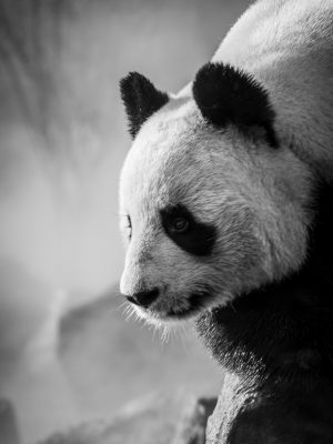 Panda en noir et blanc