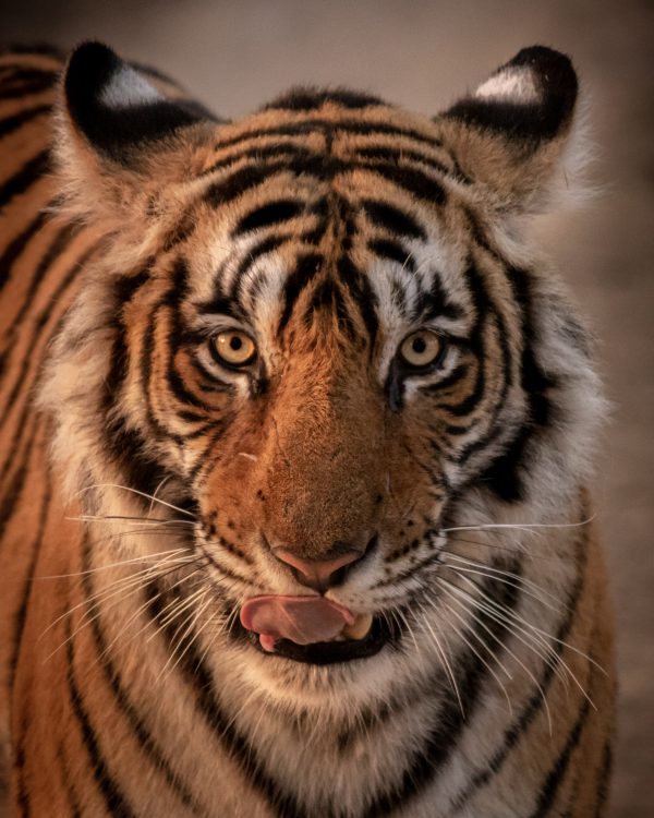 Tigre vue de face