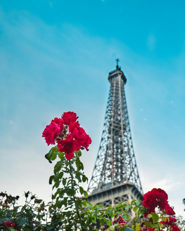 Tour Eiffel derrière des roses
