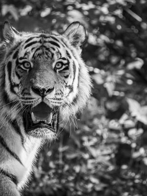 Tigre en noir et blanc dans la forêt