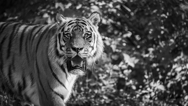 Tigre en noir et blanc dans la forêt