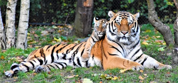 Tigre et son petit