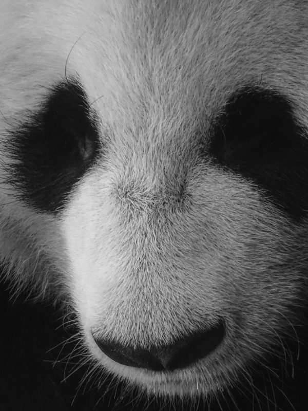 Panda noir et blanc de près