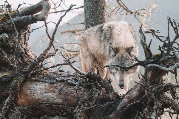 Loup brun entre les branches