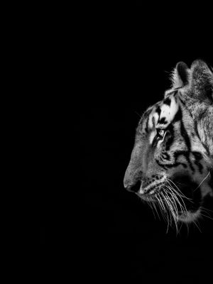 Tigre en noir et blanc