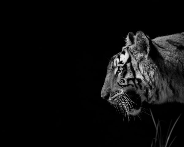 Tigre en noir et blanc
