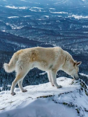 Loup blanc sur un sommet