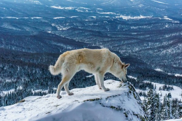 Loup blanc sur un sommet