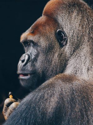 Gorille vue de profil