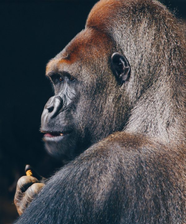 Gorille vue de profil