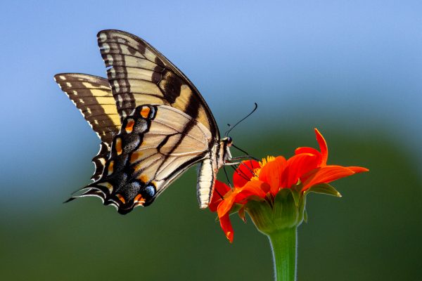 Papillon butine une fleur