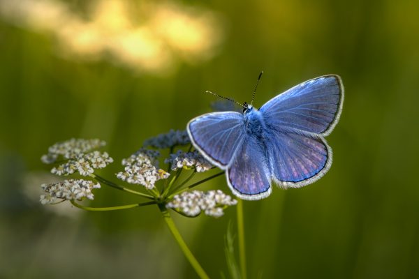 Papillon bleu et blanc