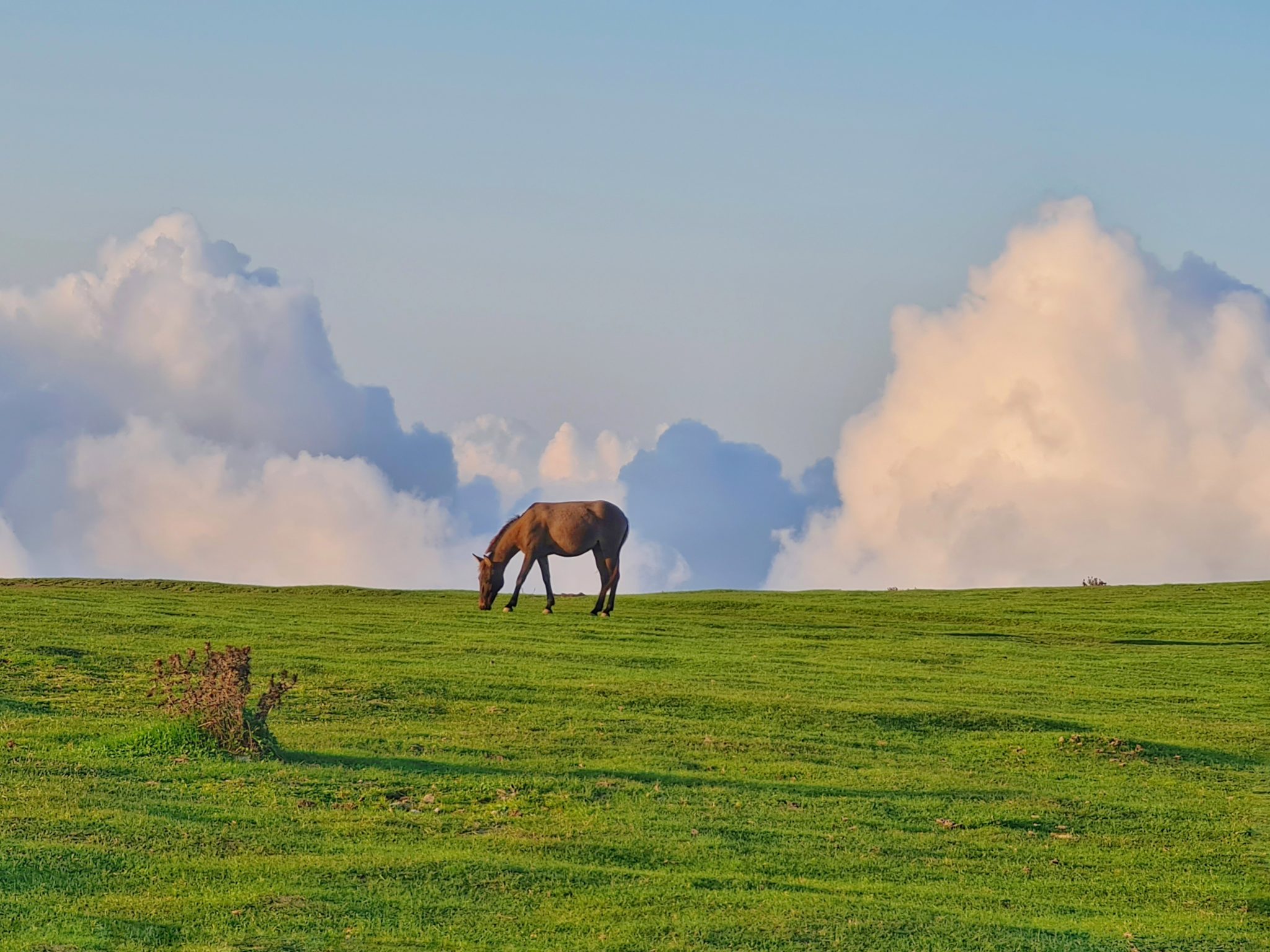 Cheval brun sur un champ d'herbe