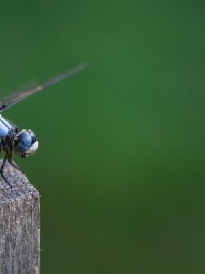 Gros plan d'une libellule bleue