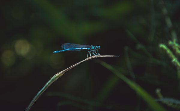 Libellule bleue sur une tige d'herbe