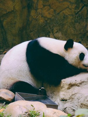 Panda blanc couché sur un rocher