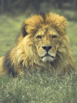 Lion couché dans l'herbe
