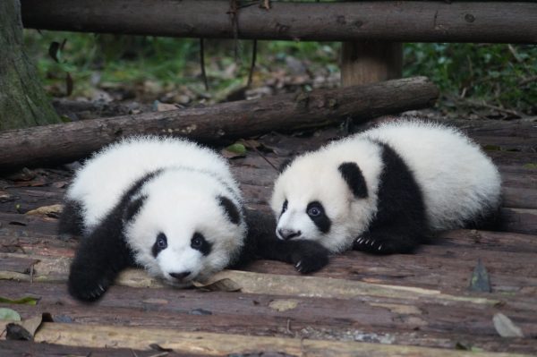Deux petits panda couchés sur le sol