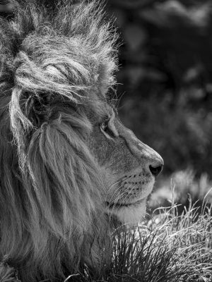 Lion de profil en noir et blanc