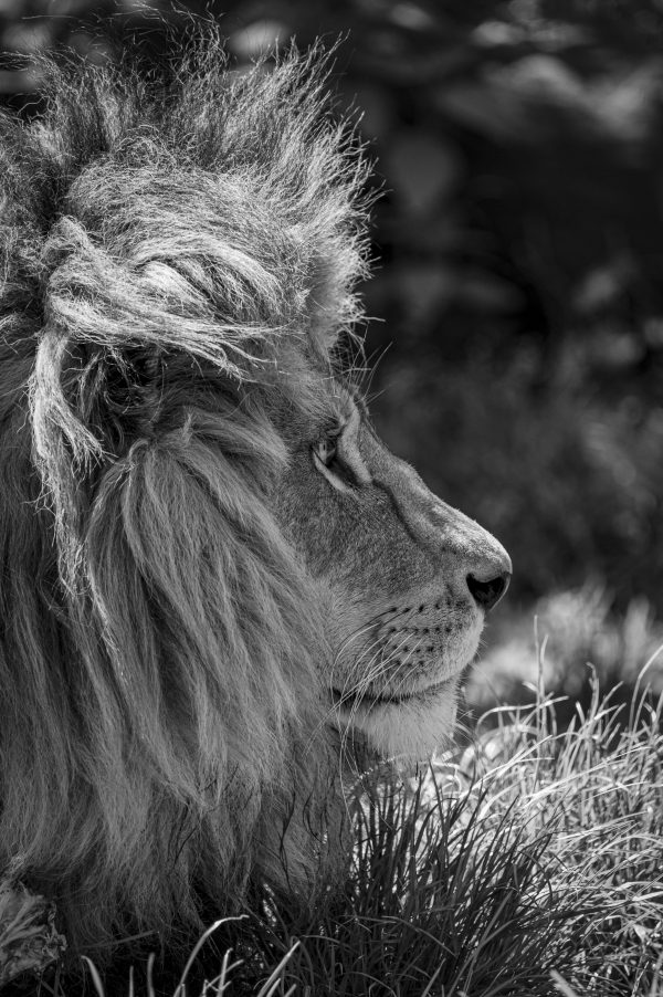 Lion de profil en noir et blanc