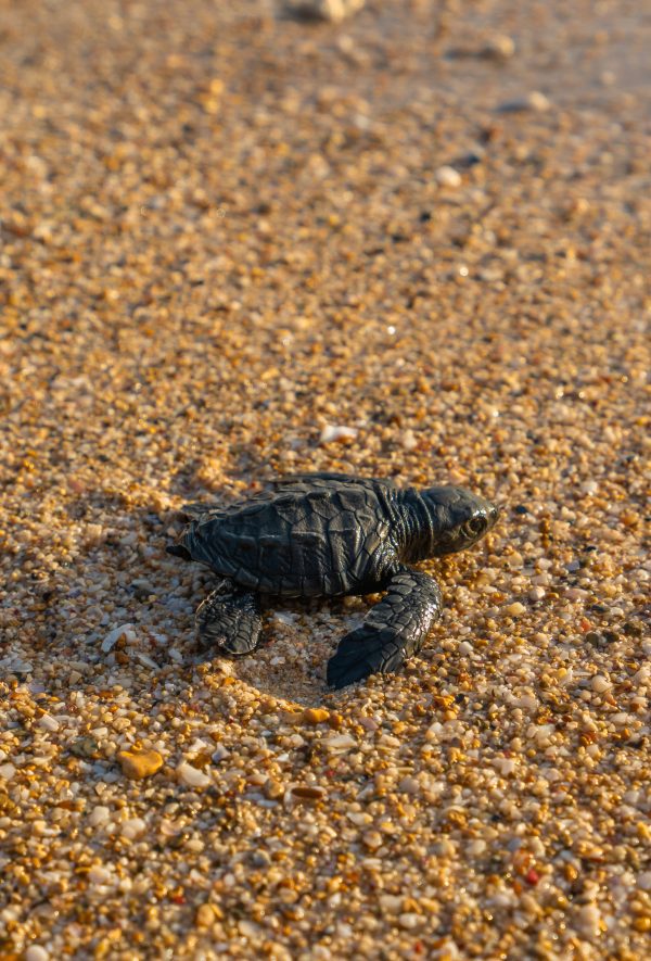 Bébé tortue noire dans le sable