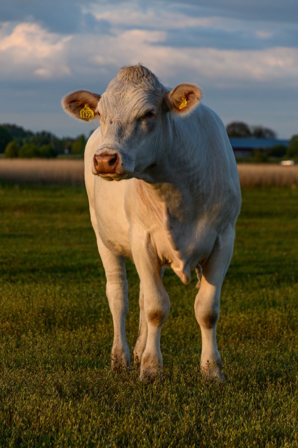 Vache blanche dans un champ