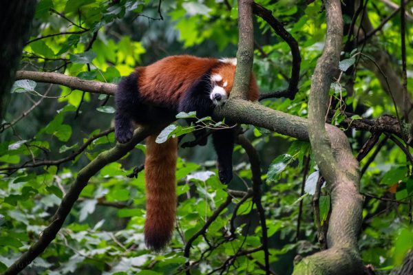 Panda rouge dans sur branche d'arbre